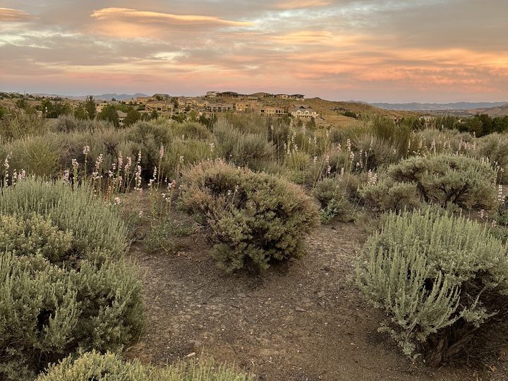 Silvery sagebrush and pale wildflowers on a Somersett hillside, with homes along the ridge.
