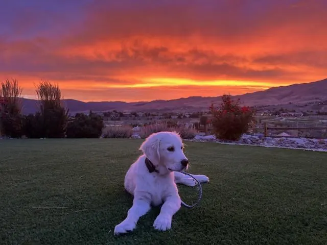 A cream-colored puppy lying on the lawn as a fiery sunset lights the clouds over the hills above Somersett.